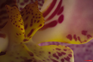 Orchid 2103-15